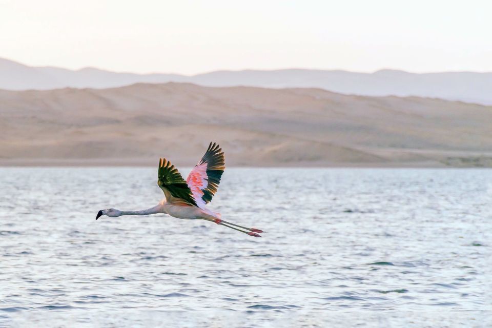 1 from paracas ballestas islands paracas national reserve From Paracas: Ballestas Islands & Paracas National Reserve