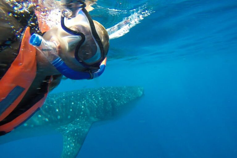 From Playa Del Carmen: Whale Shark Tour