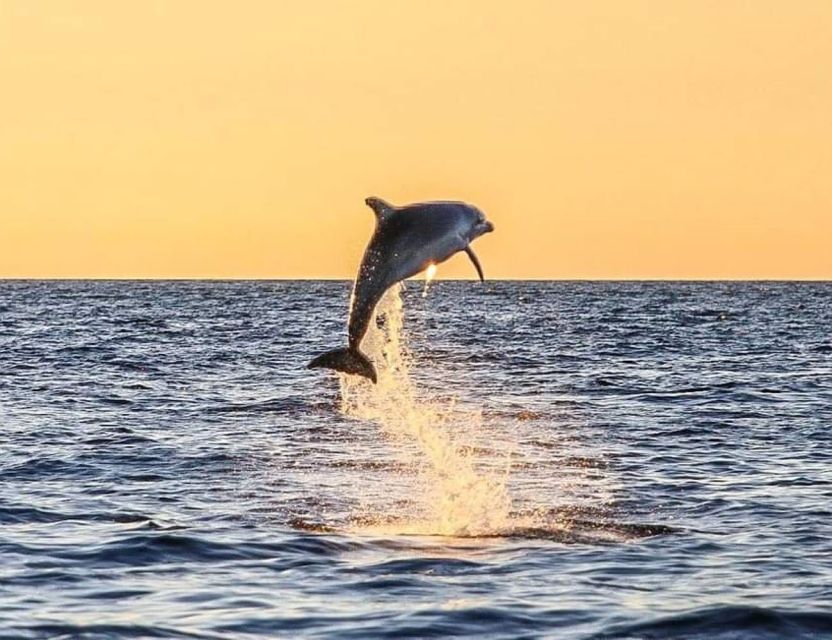 From Poreč: Evening Dolphin Cruise With Welcome Drink