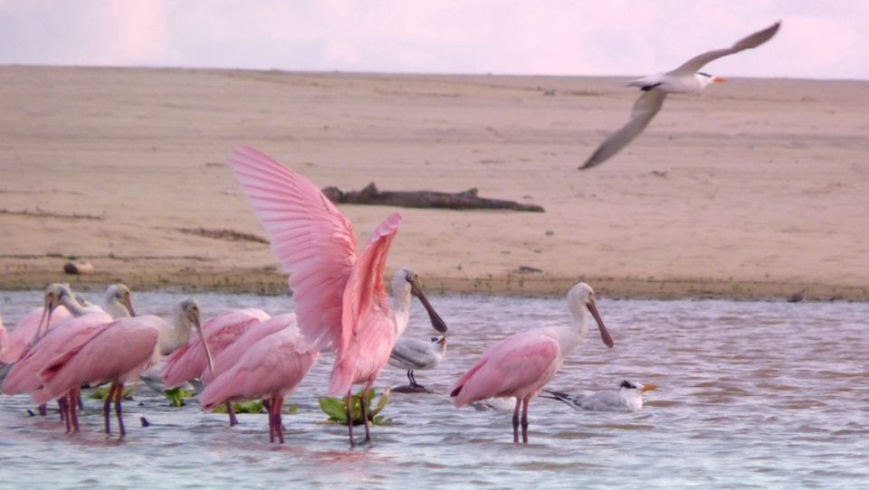 From Puerto Escondido: Birdwatching on a Boat - Highlights