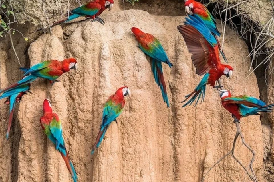 1 from puerto maldonado macaw clay lick 2 days From Puerto Maldonado: Macaw Clay Lick 2 Days