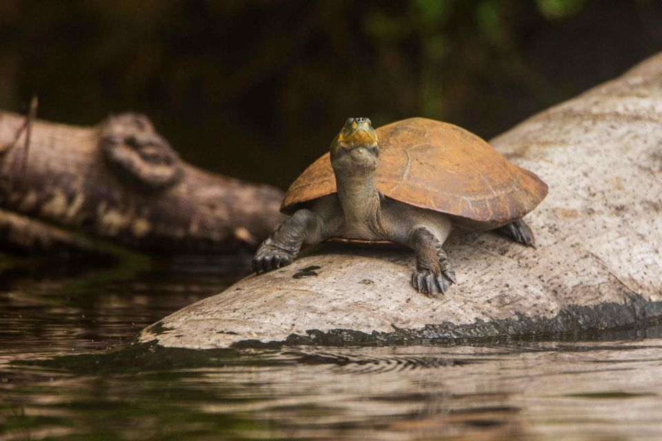 1 from puerto maldonado tambopata national reserve 2 day tour From Puerto Maldonado: Tambopata National Reserve 2-Day Tour