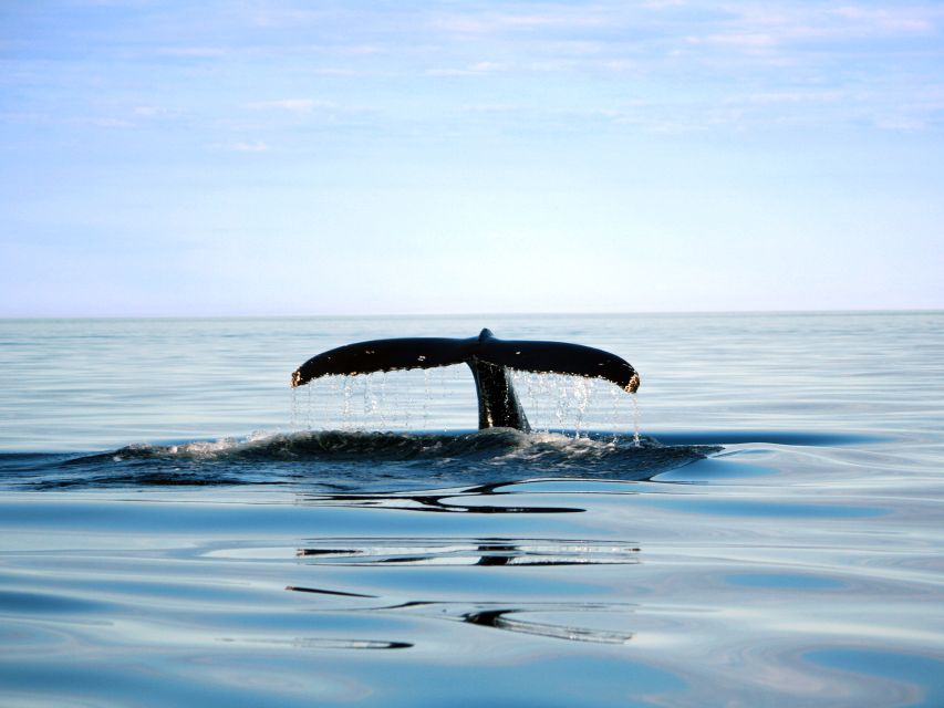 1 from quebec city whale watching excursion full day trip From Quebec City: Whale Watching Excursion Full-Day Trip