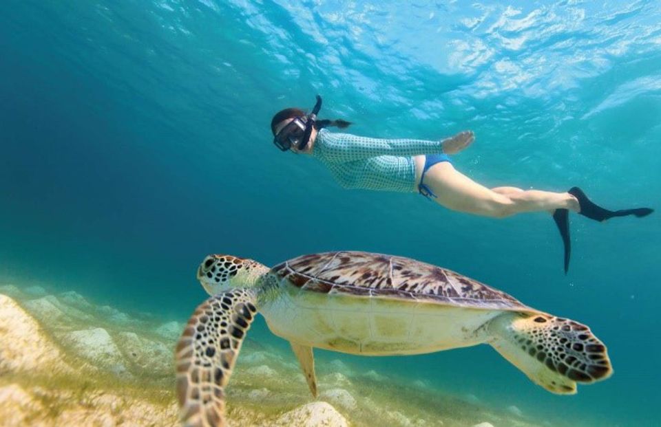 From Riviera Maya: Cenotes & Akumal Turtle Swim Trip - Experience Highlights