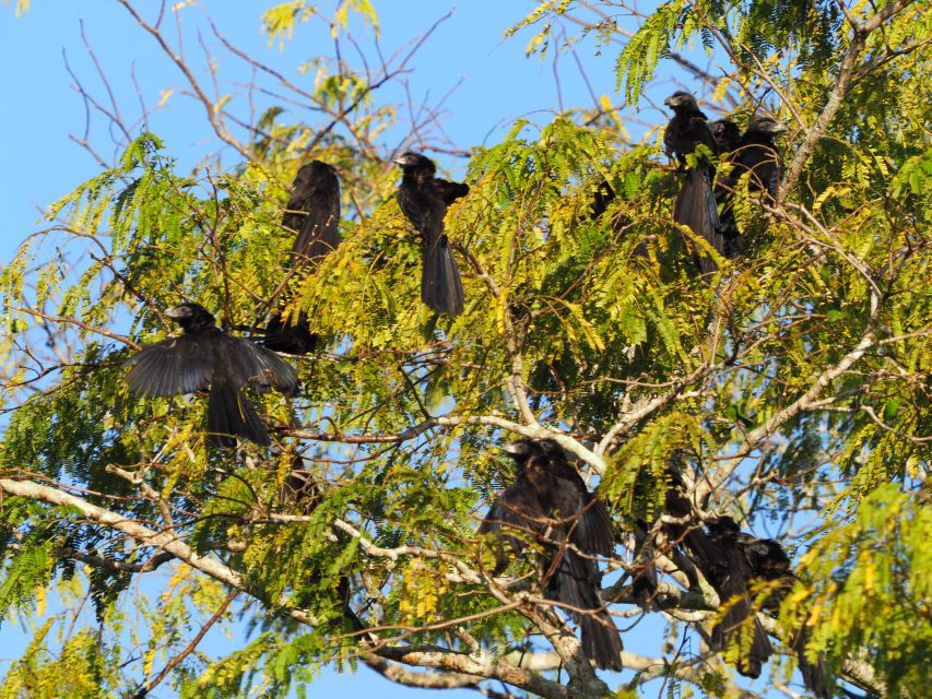 1 from riviera maya sian kaan muyil birdwatching with guide From Riviera Maya : Sian Ka'an Muyil Birdwatching With Guide