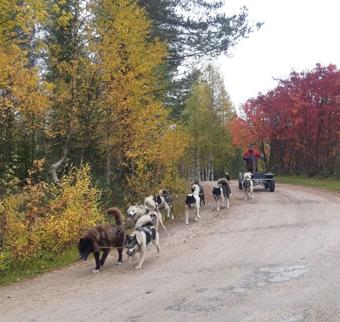 From Rovaniemi: Autumn Husky Safari Adventure - Experience Highlights