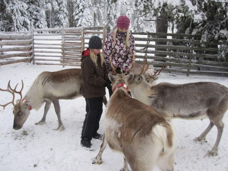 From Rovaniemi: Lapland Reindeer and Husky Sled Safari