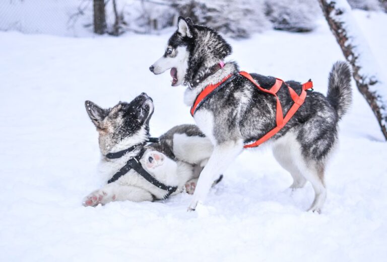 From Rovaniemi: Self-Driven 10km Husky Sled Ride