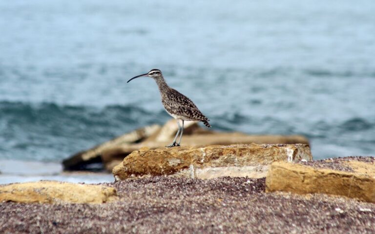 From San Martin Port: 3-Hour Paracas Reserve Tour