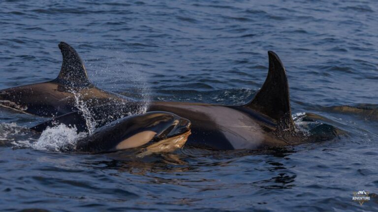 From Skjervøy: Whale Watching in a Heated Cabin Cruiser