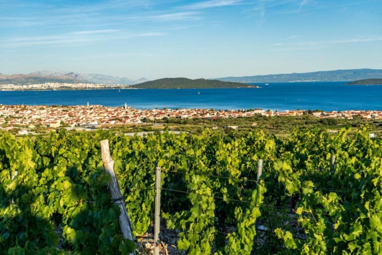 From Split: Vineyard Wine Tasting Experience With a Sea View