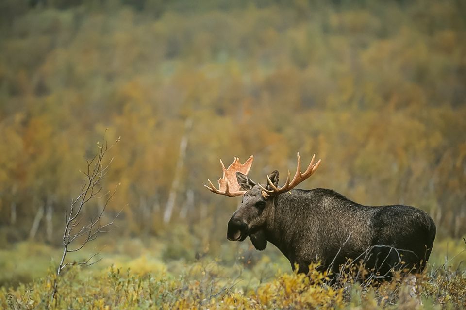 1 from stockholm wildlife safari with campfire dinner From Stockholm: Wildlife Safari With Campfire Dinner