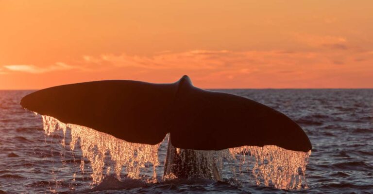 From Svolvær: Whale Watching Day Trip to Andenes