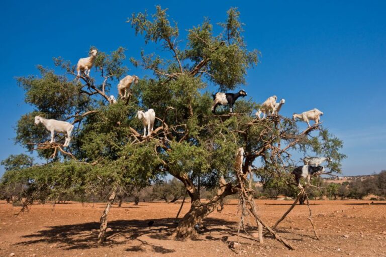 From Taghazout: Tree-Climbing Goats Sightseeing Tour