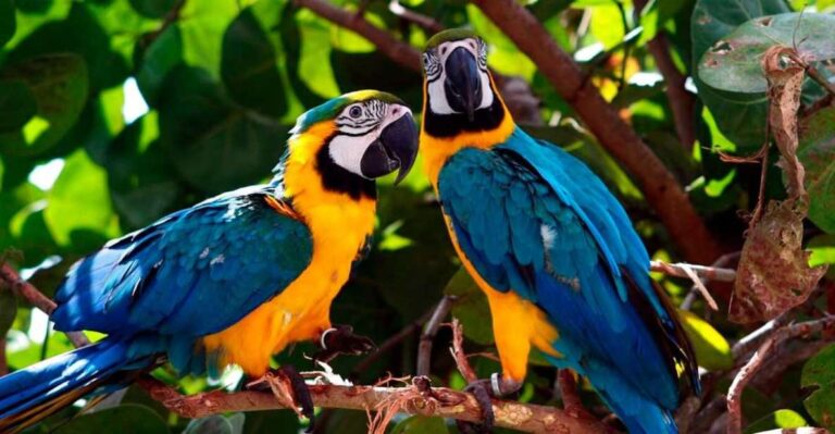 From Tambopata: Parrots and Macaws Clay Lick
