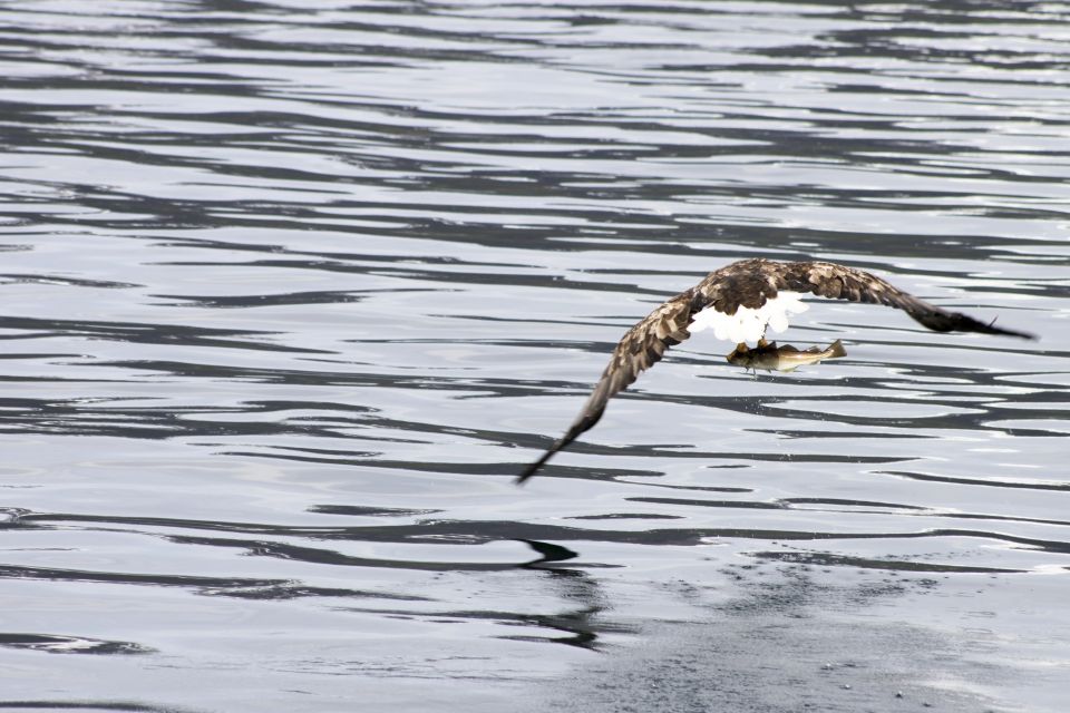 1 from tromso all inclusive whale and sea bird boat cruise From Tromsø: All-Inclusive Whale and Sea Bird Boat Cruise