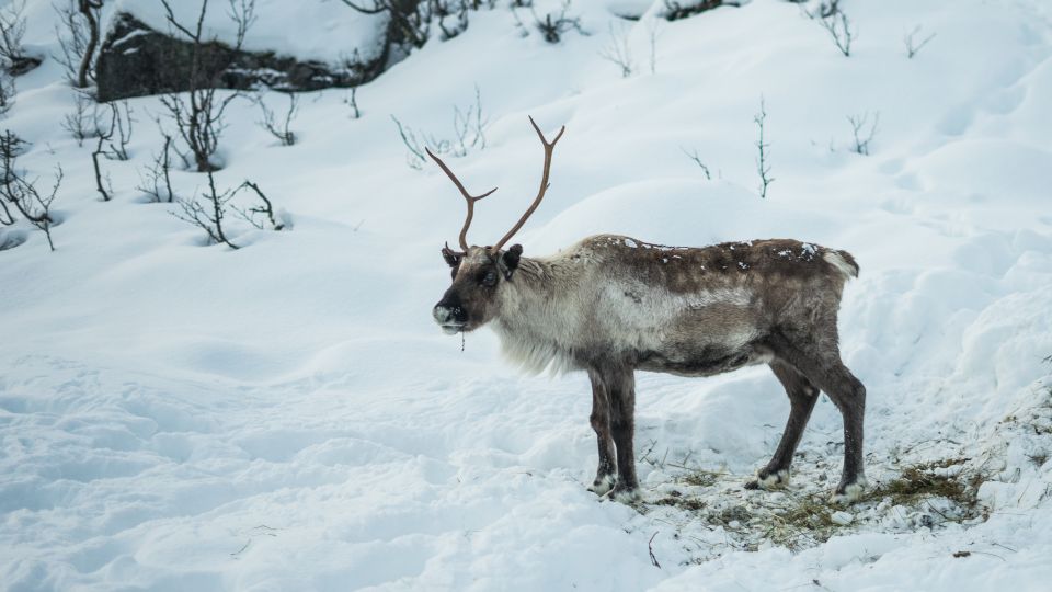 From Tromsø: Fjords Small Group Bus Tour