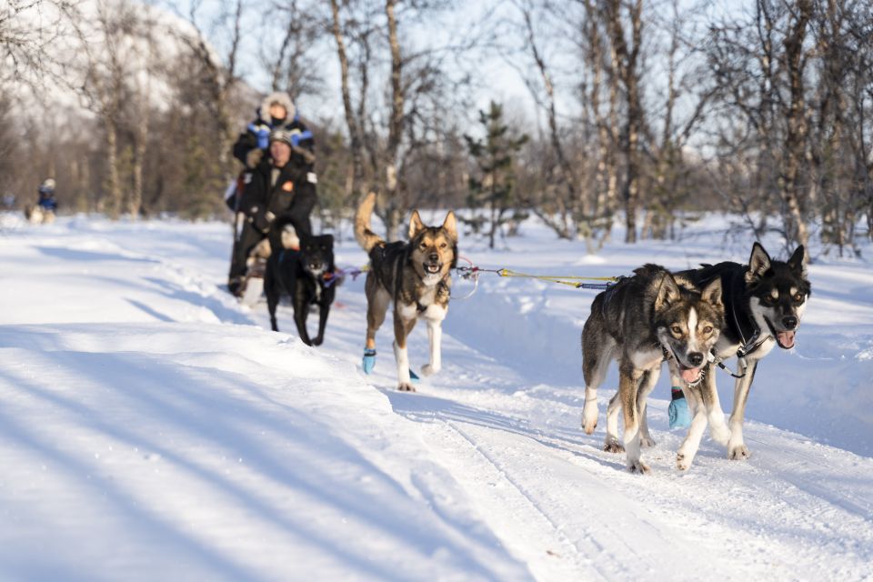 1 from tromso fun and easy dog sledding adventure From Tromsø: Fun and Easy Dog Sledding Adventure