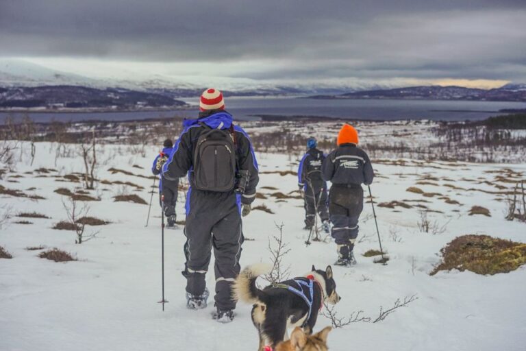 From Tromsø: Guided Husky Snowshoe Hike and Husky Camp Visit