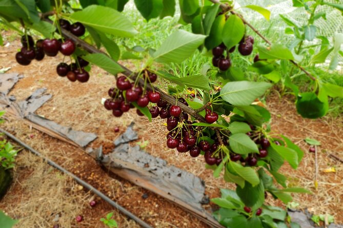 Fruits Picking Tour From Melbourne