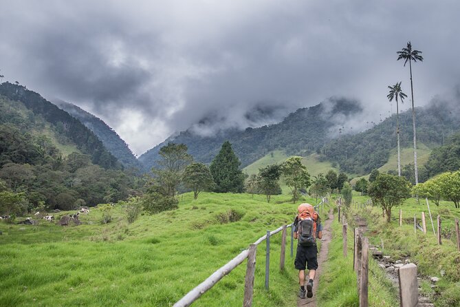 Full Day Climbing the Cocora Valley With Lunch