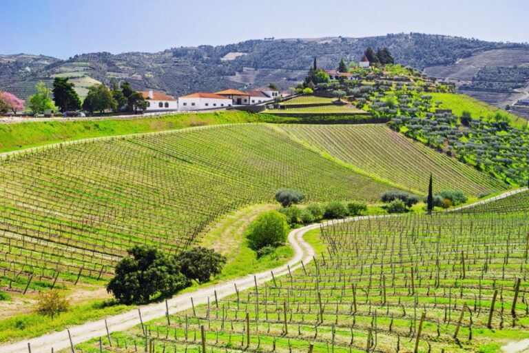 Full-Day Douro Valley Wine Tasting & Lunch & Boat Tour