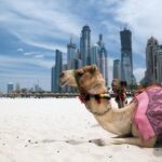 1 full day dubai tour with lunch and burj khalifa Full Day Dubai Tour With Lunch and Burj Khalifa