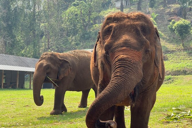 1 full day experience at ran tong save rescue elephant centre Full Day Experience at Ran-Tong Save & Rescue Elephant Centre