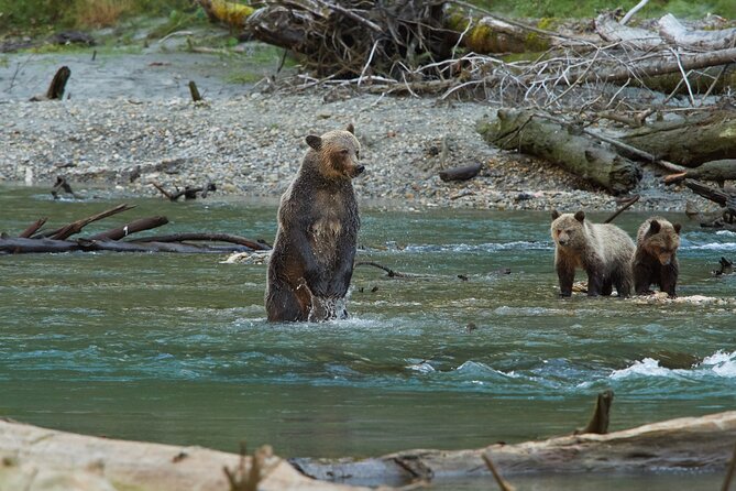 Full Day Grizzly Bear Tour to Toba Inlet