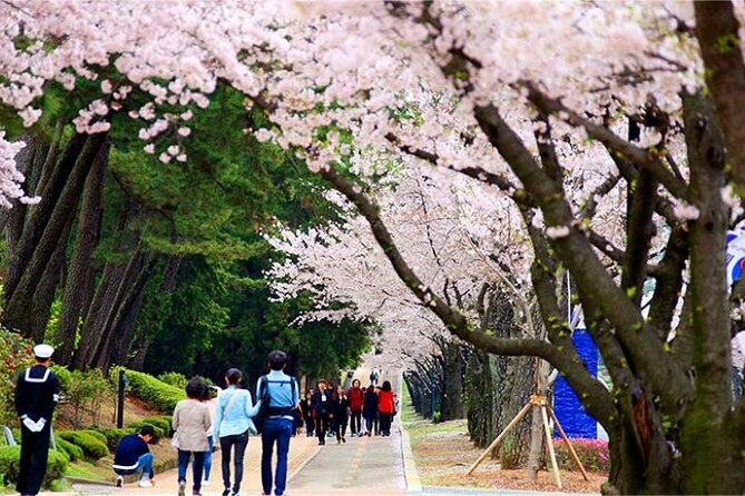 Full-Day Jinhae Cherry Blossom Festival Private Tour