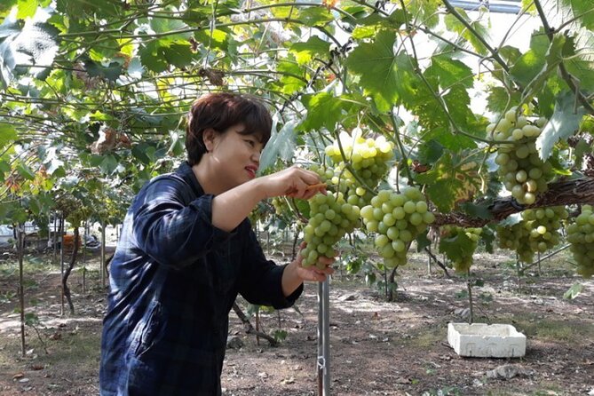 Full-Day Korean Orchard Tour With Lunch[Depart From Busan]