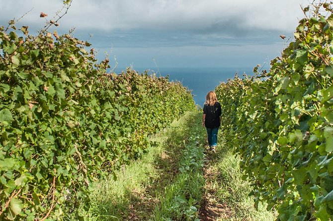 Full-Day Madeira Wine Tasting Tour With Lunch