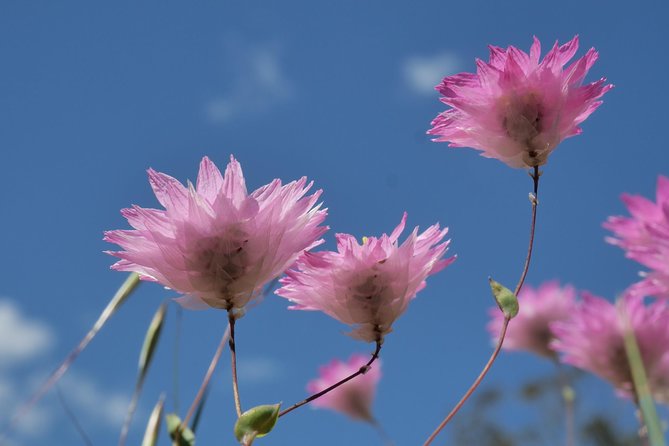 Full-Day Perth Flower Photography Excursion