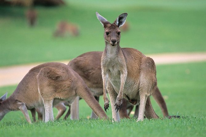 Full-Day Perth, Fremantle, Swan Valley & Wildlife Park