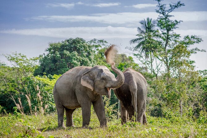 Full-Day Phuket Elephant Sanctuary Tour With Lunch and Dinner