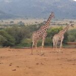 1 full day pilanesberg safari tour Full Day Pilanesberg Safari Tour