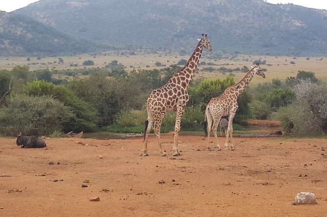 Full Day Pilanesberg Safari Tour