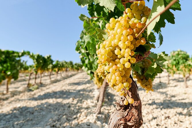 Full Day Private Crete Wine Tour Experience From Heraklion