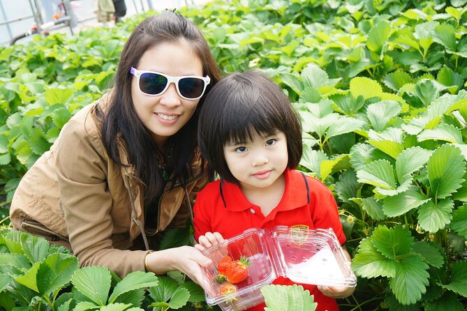 Full Day Private Tour in Nami Island