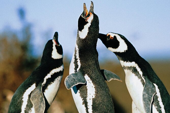 Full Day Punta Tombo – Walking Among Penguins Experience – Madryn