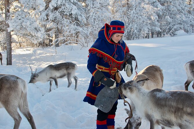 Full-Day Reindeer Tour With Pickup in Kiruna