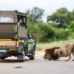 1 full day safari kruger national park Full Day Safari - Kruger National Park