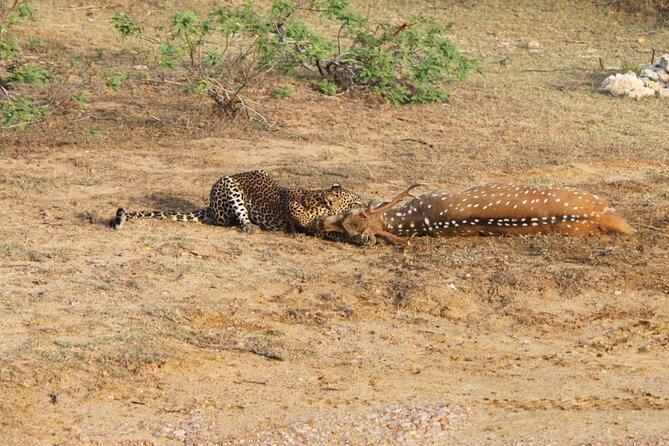 1 full day safari the best for leopards in yala Full Day Safari ( The Best for Leopards ) in Yala