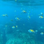 1 full day snorkeling at cano island with guide Full Day Snorkeling at Caño Island With Guide