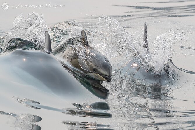 Full Day Whale Watching Campbell River