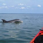 1 fully guided kayaking backwater manatee and dolphin tour Fully Guided Kayaking Backwater Manatee and Dolphin Tour