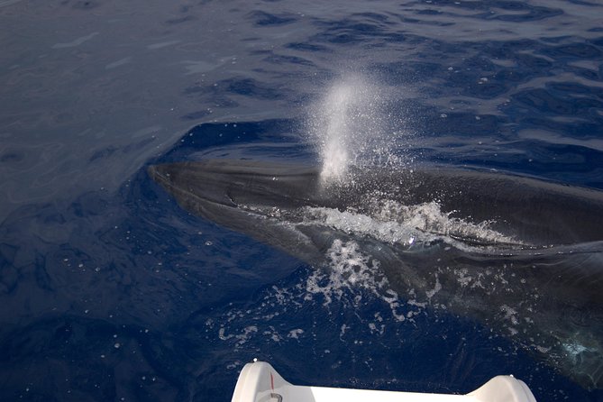 Funchal Dolphin and Whale Watching Catamaran Trip - Additional Information