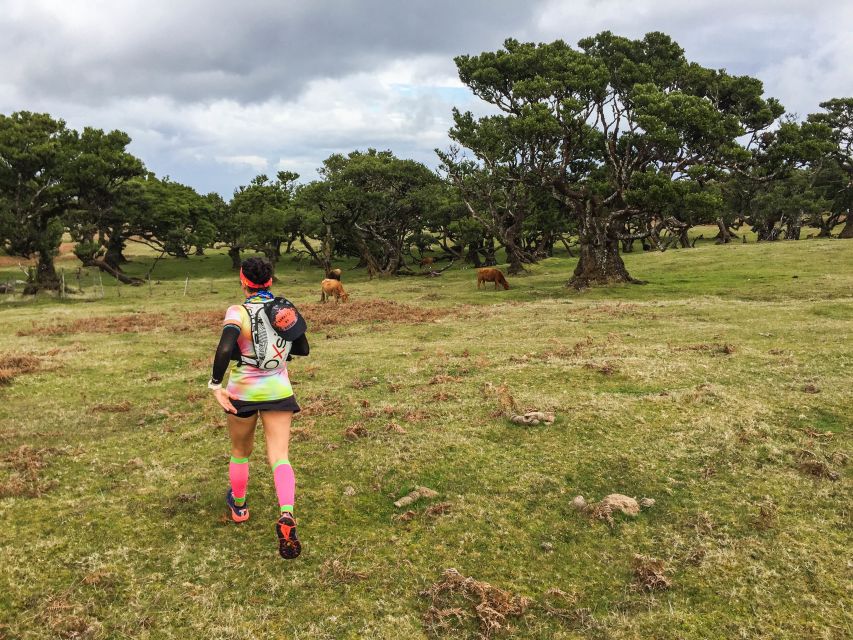 Funchal: Fanal Ancient Forest Running Tour