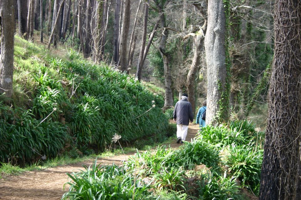 1 funchal sea and mountain views hidden forest hike Funchal: Sea and Mountain Views Hidden Forest Hike