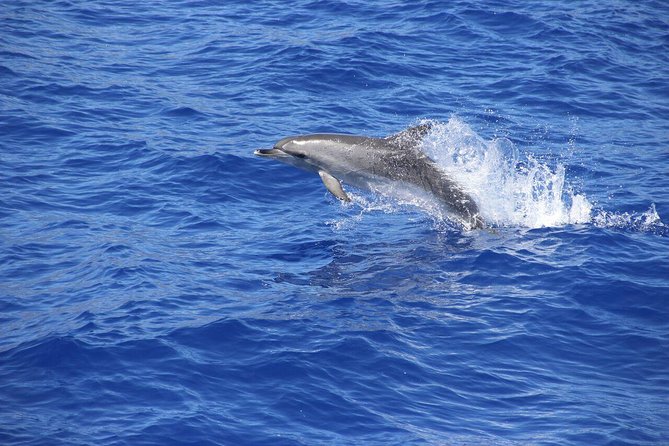 Funchal Small-Group 4×4 Girao Cape and Dolphin Tour
